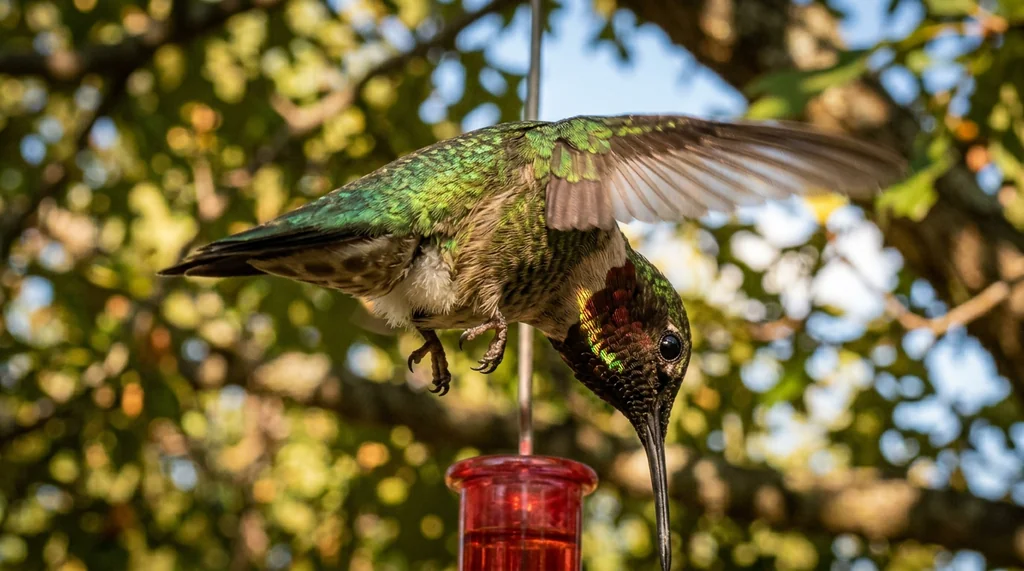 Green Hummingbird ID: 5 Species at Your Feeder
