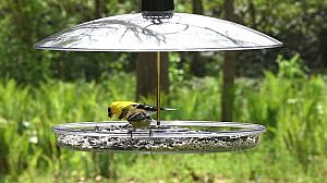 Droll Yankee Bird Feeders Review Bird Feeders