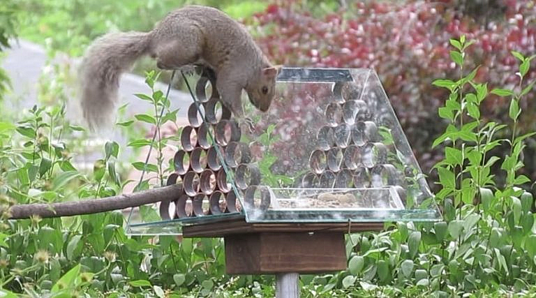 Bird feeders and Squirrels